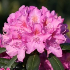 RHODODENDRON CAT ROSEUM PINK
