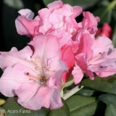 RHODODENDRON YAK PRINCE