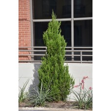 JUNIPERUS VIR EMERALD FEATHER