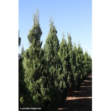 JUNIPERUS VIR IDYLLWILD