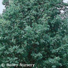 QUERCUS ALBA