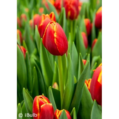 VERANDI TRIUMPH TULIP