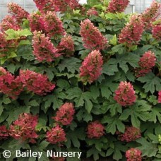 HYDRANGEA QUE RUBY SLIPPERS