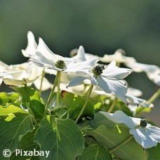 CORNUS KOUSA CHINENSIS