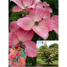 CORNUS KOUSA HEART THROB