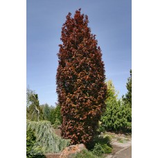 FAGUS SYL RED OBELISK