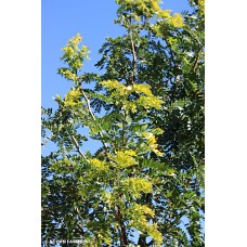 GLEDITSIA TRI SUNBURST