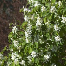 AMELANCHIER STANDING OVATION