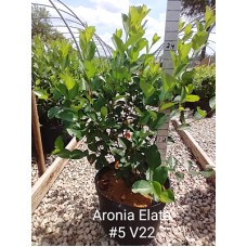 ARONIA MEL ELATA