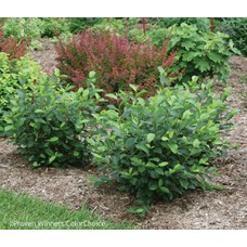 ARONIA MEL LOW SCAPE HEDGER