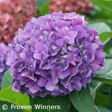 HYDRANGEA MAC X ARRIBA