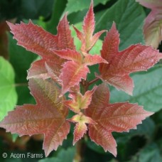 VIBURNUM TRI RED WING