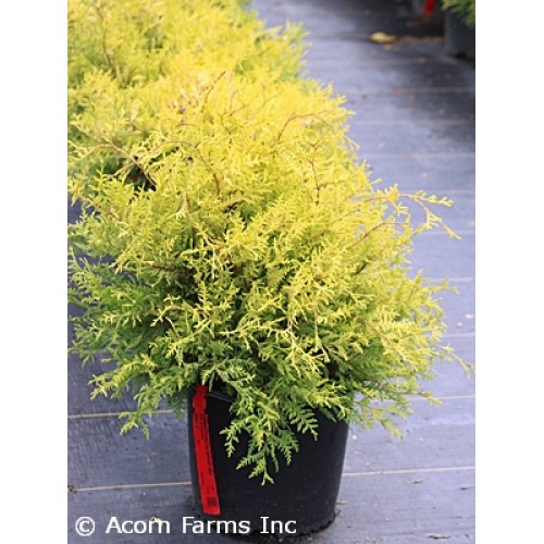 VINTAGE GOLD FALSECYPRESS