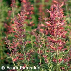 AGASTACHE SUNRISE RED