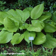 HOSTA SUM AND SUBSTANCE