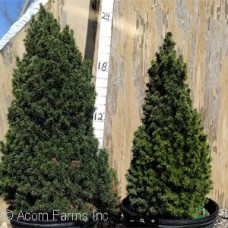 PICEA GLAUCA JEANS DILLY