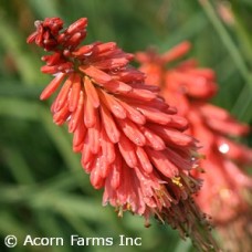 KNIPHOFIA REDHOT POPSICLE
