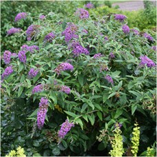 BUDDLEIA PURPLE HAZE