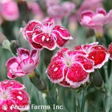 DIANTHUS FIRE AND ICE