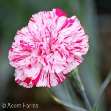 DIANTHUS PINBALL WIZARD