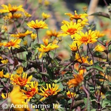 HELIOPSIS SCA BURNING HEARTS