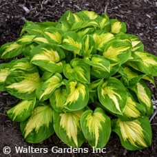 HOSTA ETCHED GLASS