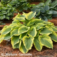 HOSTA TRENDSETTER