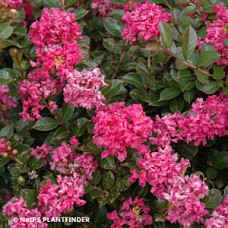 LAGERSTROEMIA IND POCOMOKE