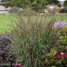 PANICUM VIR CHEYENNE SKY