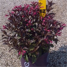 WEIGELA FLO SHINING SENSATION