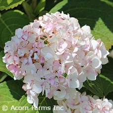 HYDRANGEA MAC BLUSHING BRIDE