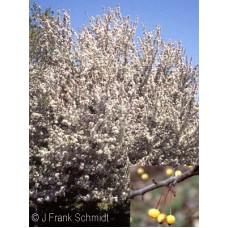 MALUS HARVEST GOLD