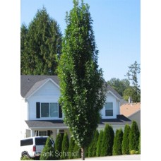 QUERCUS PAL GREEN PILLAR