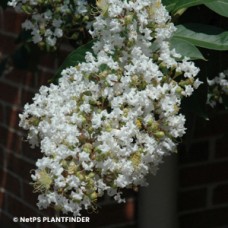 LAGERSTROEMIA NATCHEZ