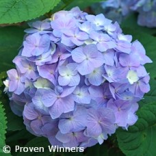 HYDRANGEA MAC SKY VIEW