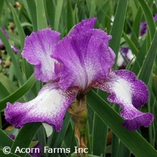 IRIS GER MARIPOSA AUTUMN