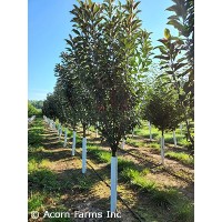 MALUS EMERALD SPIRE