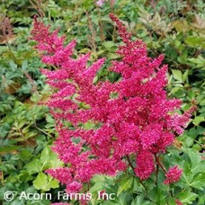 ASTILBE ARE HEAVY METAL