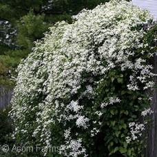 CLEMATIS PANICULATA