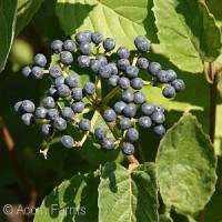 VIBURNUM DEN BLUE MUFFIN