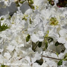 AZALEA GIRARD PLEASANT