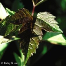 VIBURNUM TRI BAILEY COMPACT