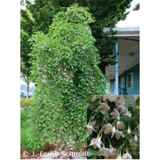 STYRAX JAP FRAGRANT FOUNTAIN