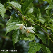 STYRAX OBASSIA