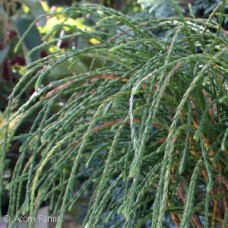 THUJA PLI WHIPCORD