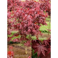 ACER PAL EMPEROR I