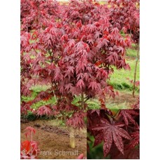 ACER PAL EMPEROR I