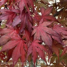 ACER PAL PURPLE GHOST