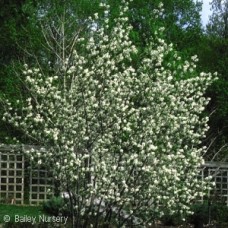 AMELANCHIER CANADENSIS