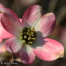 CORNUS FLO RUBRA